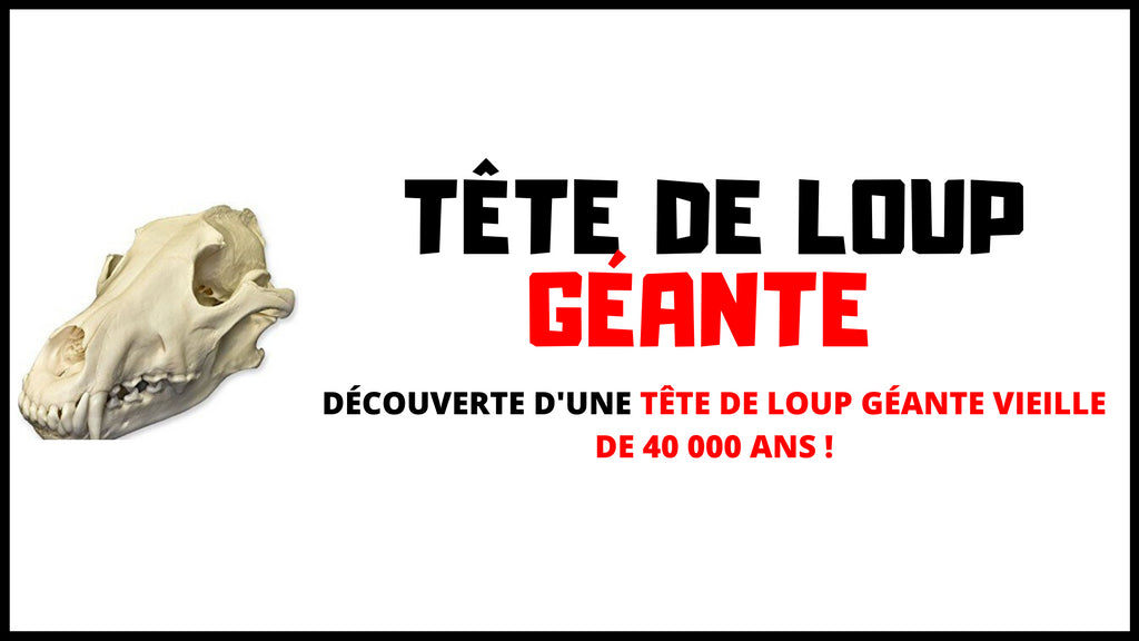 Tête de Loup Géante de 40 000 ans
